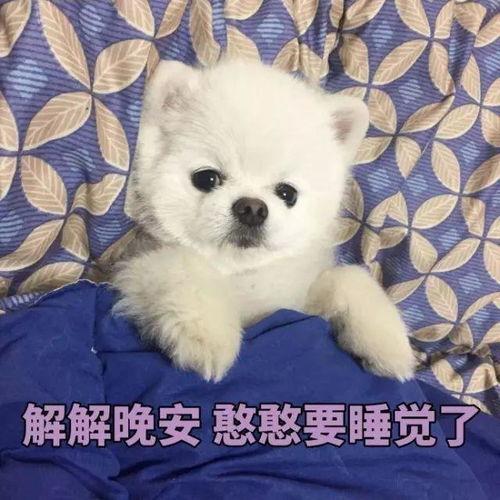 博美爆料新闻报道视频播放,揭秘视频播放背后的真相  第2张