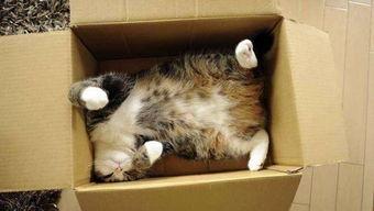 娱乐吃瓜酱猫窝,揭秘娱乐圈那些不为人知的幕后故事  第2张